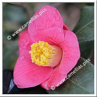 Camellia Japonica 'Oshima Red'