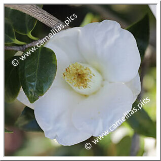 Camellia Japonica 'Oshima White'