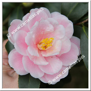 Camellia Japonica 'Ôshôkun'