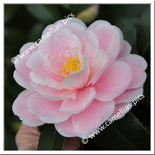 Camellia Japonica 'Ôshôkun'