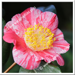 Camellia Japonica 'Osterstrahlen '