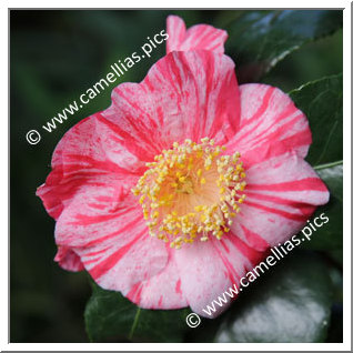 Camellia Japonica 'Osterstrahlen '