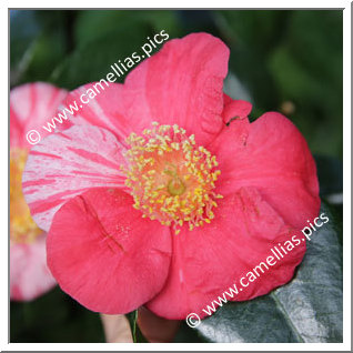 Camellia Japonica 'Osterstrahlen '