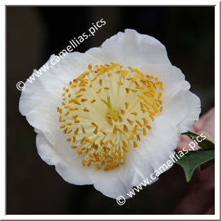 Camellia Camellia Japonica de Higo 'Ôtahaku'