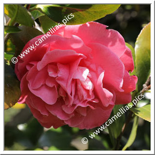 Camellia Japonica 'Otahuhu Beauty'