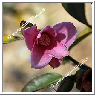 Camellia Wabisuke 'Otohime'