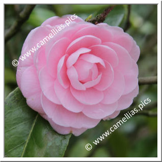 Camellia Japonica 'Otome'