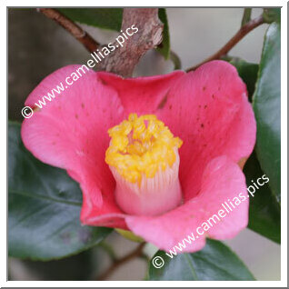 Camellia Japonica 'Otome-no-inori'