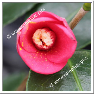 Camellia Japonica 'Otome-no-inori'