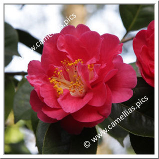 Camellia Hybrid 'Otto Hopfer'