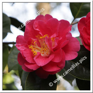 Camellia Hybride 'Otto Hopfer'