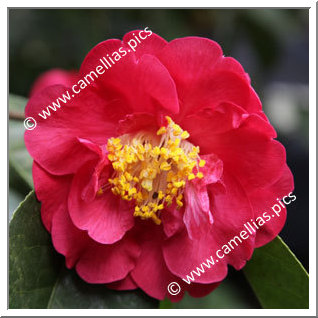 Camellia Hybrid 'Otto Hopfer'