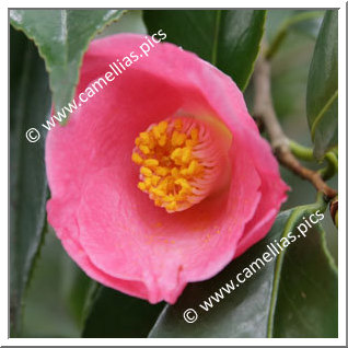 Camellia Japonica 'Ou-no-sato'