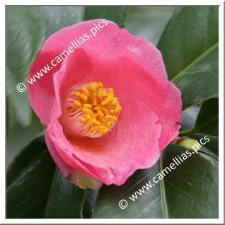 Camellia Japonica 'Ou-no-sato'