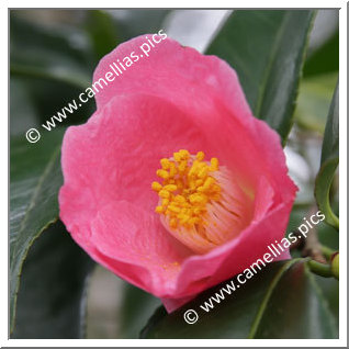 Camellia Japonica 'Ou-no-sato'