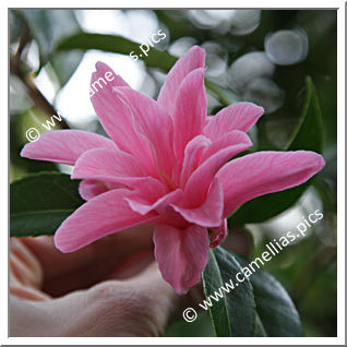 Camellia Hybride C.x williamsii 'Our Betty'