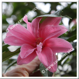 Camellia Hybride C.x williamsii 'Our Betty'