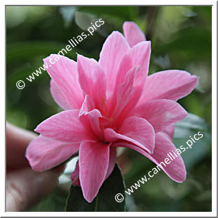 Camellia Hybrid C.x williamsii 'Our Betty'