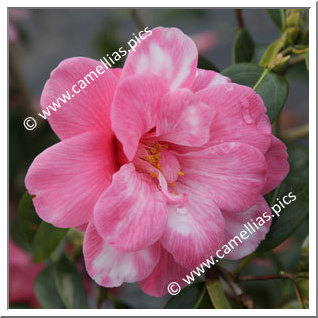 Camellia Hybride C.x williamsii 'Our Betty Variegated'