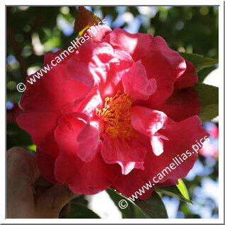 Camellia Reticulata 'Overture'