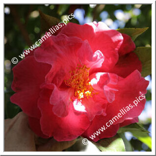 Camellia Reticulata 'Overture'