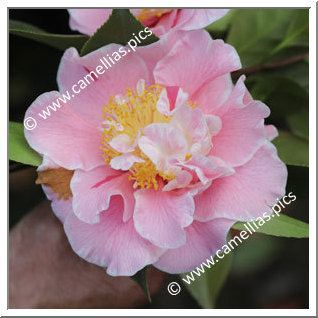 Camellia Japonica 'Owen Henry'