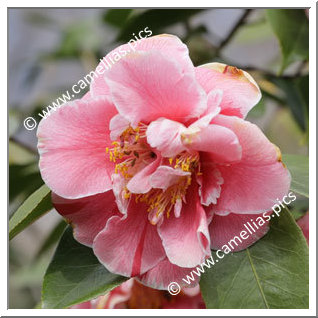 Camellia Japonica 'Owen Henry'