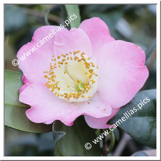 Camellia Higo Camellias 'Ô-zora'