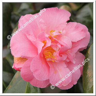 Camellia Hybride 'Paddy's Perfumed'