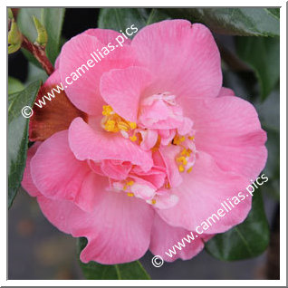 Camellia Hybrid 'Paddy's Perfumed'