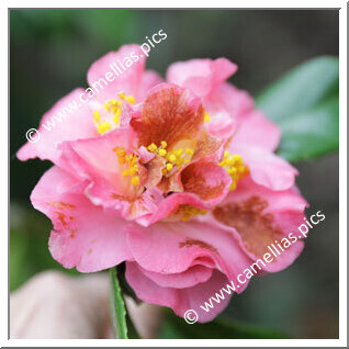 Camellia Hybrid 'Paddy's Perfumed'