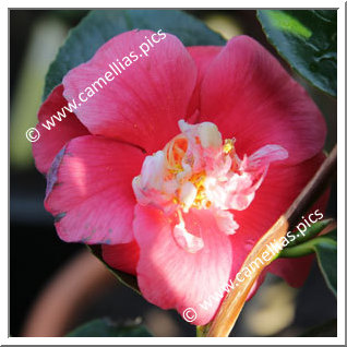 Camellia Japonica 'Paeoniiflora'