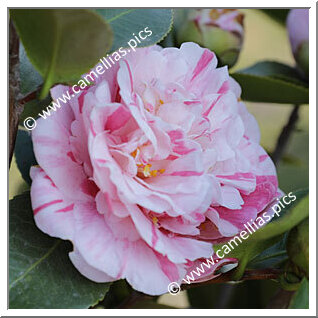 Camellia Japonica 'Palagi'