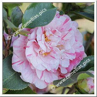 Camellia Japonica 'Palagi'