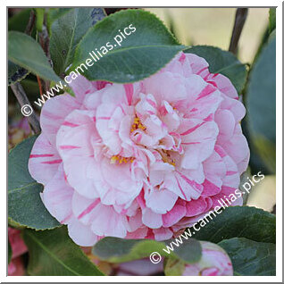 Camellia Japonica 'Palagi'
