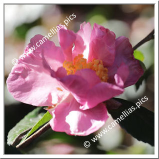 Camellia Sasanqua 'Pale Moonlight'