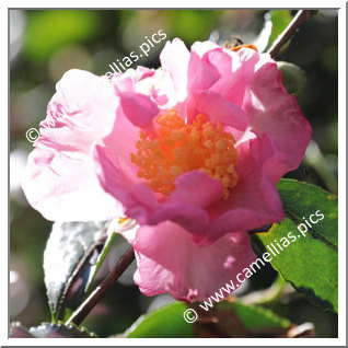 Camellia Sasanqua 'Pale Moonlight'