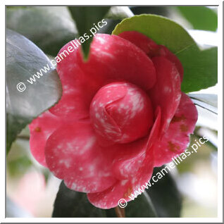 Camellia Japonica 'Pallade Maculata'