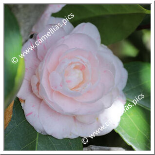 Camellia Japonica 'Pallade Nova'
