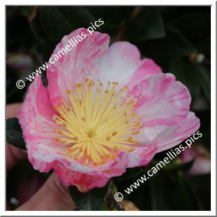 Camellia Sasanqua 'Panaché de Gaujacq'