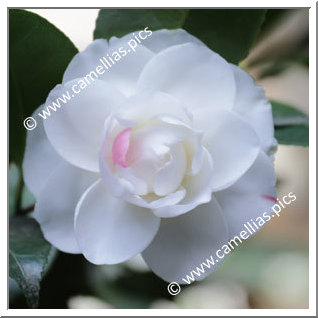 Camellia Japonica 'Paolina Lucca'