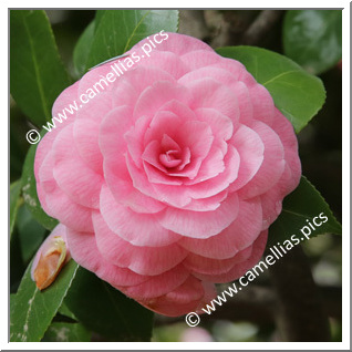 Camellia Japonica 'Paolina Pelas'