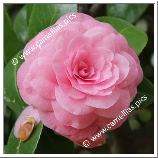 Camellia Japonica 'Paolina Pelas'