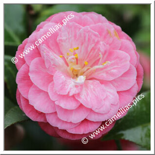 Camellia Japonica 'Papandof'