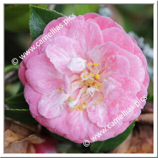 Camellia Japonica 'Papandof'