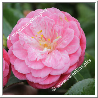 Camellia Japonica 'Papandof'