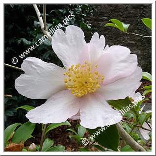 Camellia Sasanqua 'Papaver'