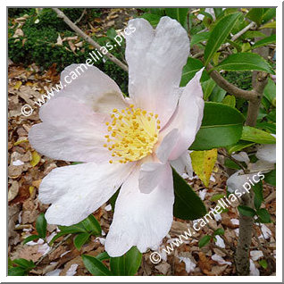 Camellia Sasanqua 'Papaver'