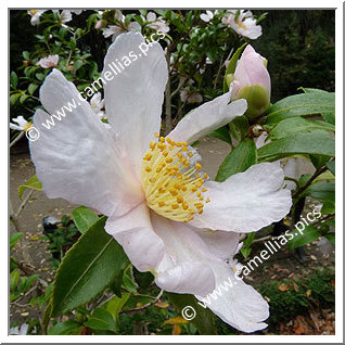 Camellia Sasanqua 'Papaver'