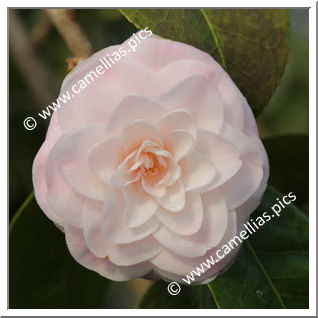 Camellia Hybride 'Paper Dolls'